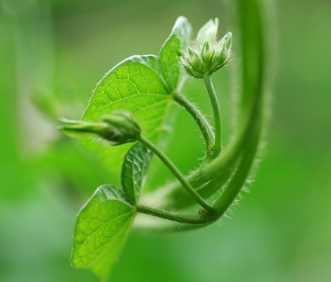 提高植物抗寒性是植物過冬必備工作