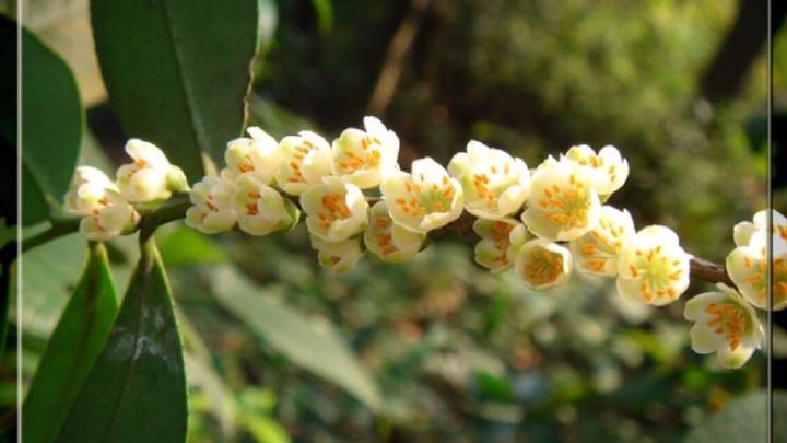 養(yǎng)花人一定要知道的植物養(yǎng)護(hù)常識(shí)