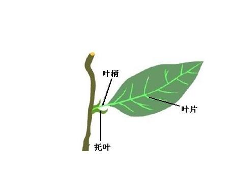 葉柄是植物身上那個(gè)部位？