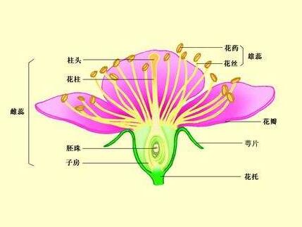 雙性花和單性花的區(qū)別