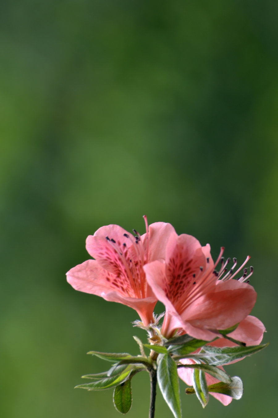 這些耐水淹易養(yǎng)活的盆栽，愛澆水的養(yǎng)準(zhǔn)沒錯(cuò)！