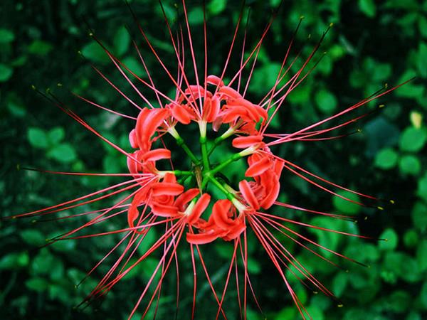 天氣冷了，鮮花應該如何養(yǎng)護？