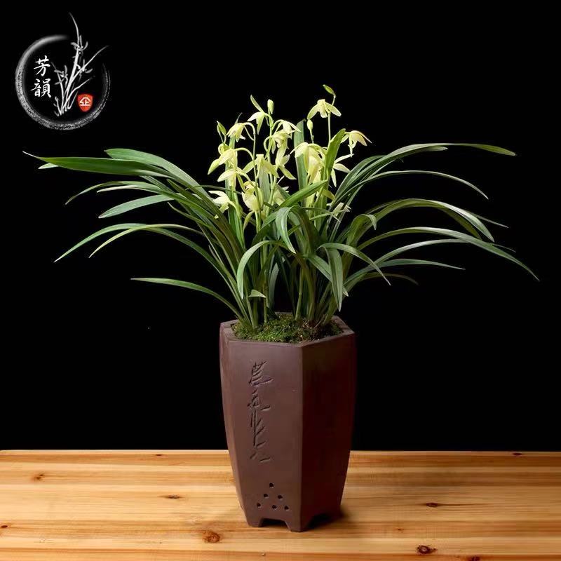 植物租賃——蘭草的養(yǎng)護(hù)技巧