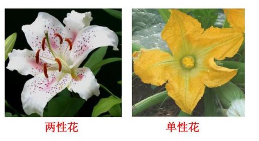 雙性花和單性花.jpg